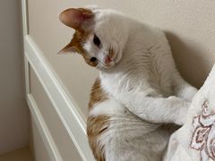 -美联众合动物医院(·中兽医·疑难杂症·严家桥分院)