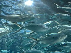 -上海海洋水族馆