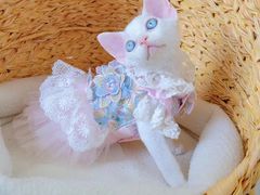 -70cat德文卷毛猫·缅因猫纯种猫舍