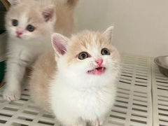 -lincat·猫舍(广州店)