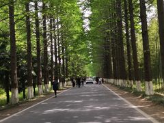 -黄海国家森林公园