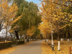 -长白岛森林公园