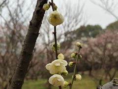 -无锡梅园公园