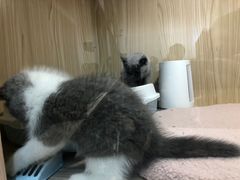 -屋虎猫馆(宝安大仟里店)