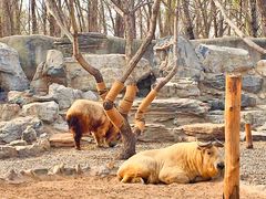 -北京野生动物园