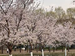 -泰丰公园
