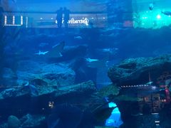 -迪拜水族馆及水下动物园