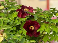 -曹州百花园