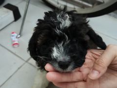 -1013 PET SHOP 宠物商店(近铁城市广场店)