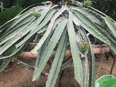 -兰陵国家农业公园