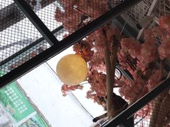 -喵屿·大理花园猫咖