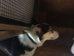 -萌喵咖啡屋(人民东路4号口M16商铺店)