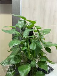 -北京炫美医疗美容