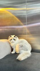 -Hair Code芭曲发型