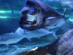 -悉尼海洋生物水族馆