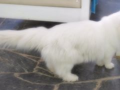 喵星人-Anne猫窝咖啡屋