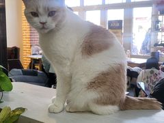 -猫小院猫主题餐厅(南锣旗舰店)