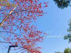 -香蜜公园