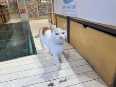 -猫的天空之城概念书店(丽江古城饮玉巷店)