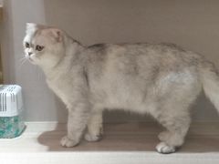 -飞行喵MR PILOT|猫舍·猫咖(静安大融城店)