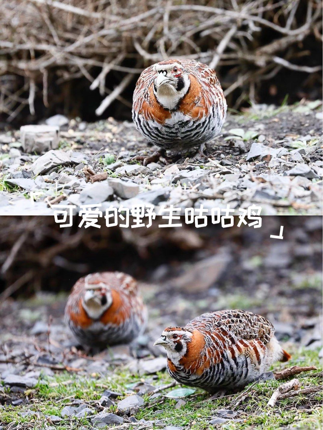 可爱的野生咕咕鸡🦉