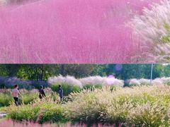 -桃花堤公园