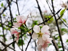 -文华公园(禅城区)