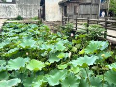 -乌镇东栅景区