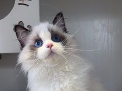 -东方名猫馆·英短金渐层布偶猫舍(环线广场1号楼店)