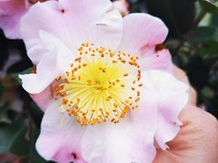 -花溪公园