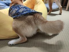 -逗柴咖啡屋·狗咖猫咖宠物桌游