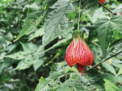 -中国科学院西双版纳热带植物园