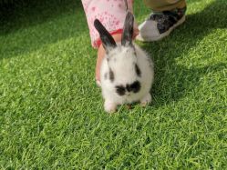 -萌宠亲子动物乐园(槐房万达店)