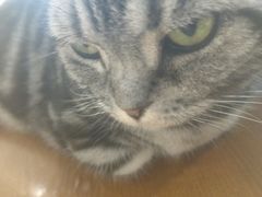 -藏猫猫咖啡主题馆(中央大道店)