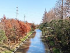 -上海长兴岛郊野公园