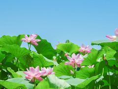 -莫愁湖公园