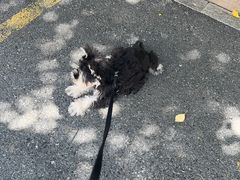 -comecome来吧宠物(奥克斯中心店)