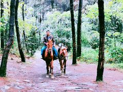 -铁山坪森林公园