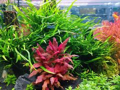 -大自然花鸟鱼虫市场
