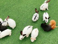 -萌宠亲子动物乐园(槐房万达店)