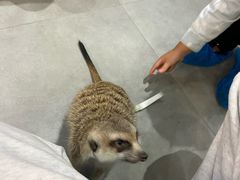 -Honey Bacca 哈尼芭卡高端萌宠(朝阳大悦城店)