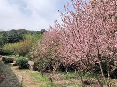-雨花胜境