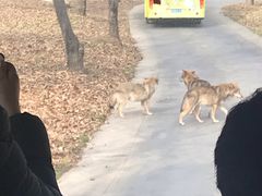 -西安秦岭野生动物园