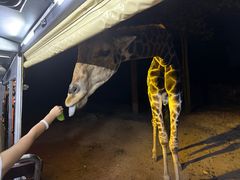 -清迈夜间动物园