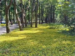 -上海滨江森林公园