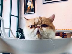 -喵屿·大理花园猫咖