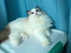 血统的力量-Bastet sally猫舍购宠(静安店)