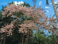 -中国科学院西双版纳热带植物园
