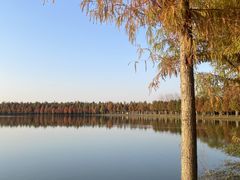 -合肥滨湖国家森林公园