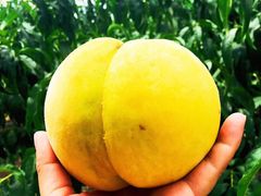 -南汇老顾农家乐采摘大团水蜜桃采摘店